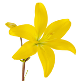 Asiatic Lilies