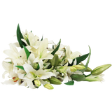 White Lily Bouquet (13 Stems)