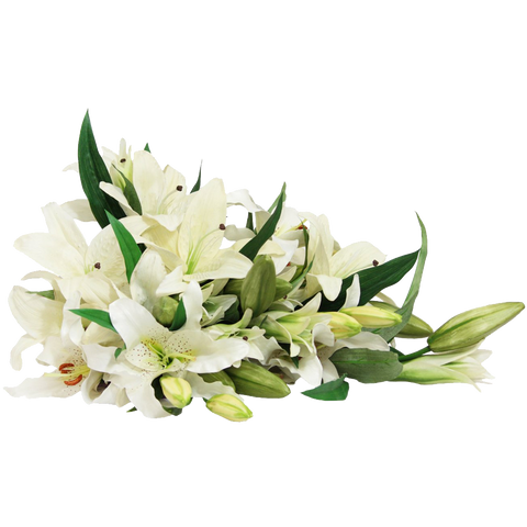 white lily store White Lily Bouquet (13 Stems)